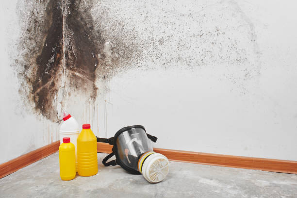 Best Residential Mold Removal  in Almont, MI