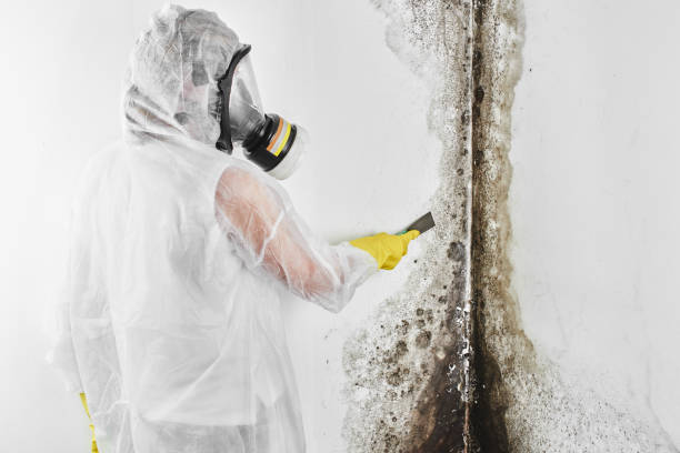 Best Certified Mold Removal  in Almont, MI