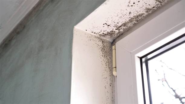 Best Mold Cleaning Services  in Almont, MI