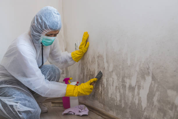 Best Home Mold Removal  in Almont, MI