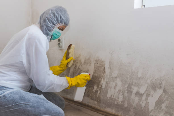 Reliable Almont, MI Mold Removal Solutions