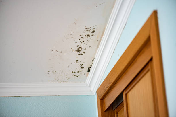 Best Office Mold Removal Services  in Almont, MI