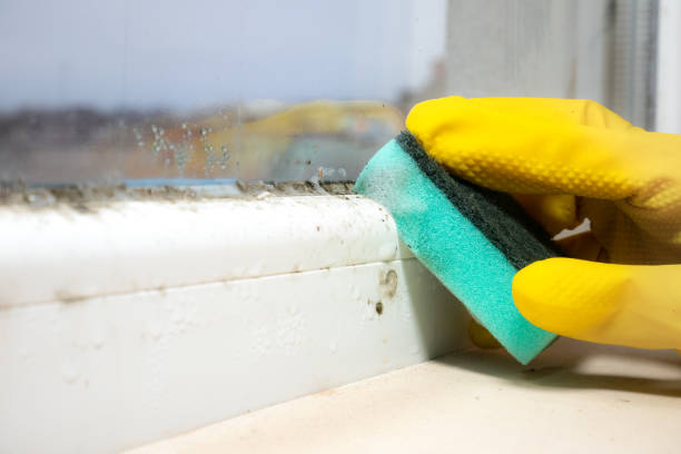 Best Mold Removal Near Me  in Almont, MI