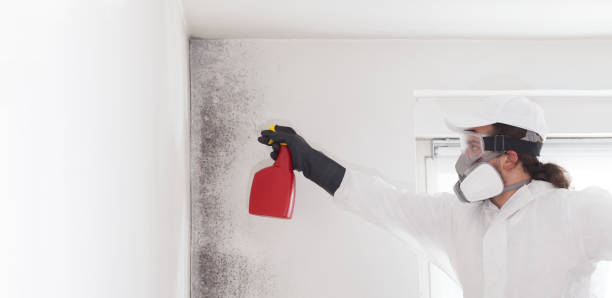 Best Mold Removal Process  in Almont, MI