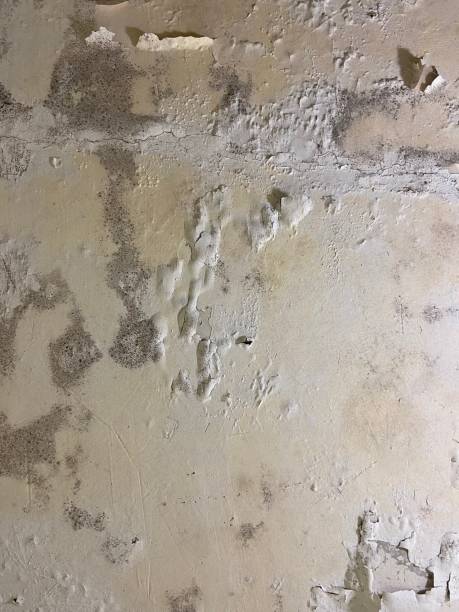 Best Mold Removal Company Near Me  in Almont, MI