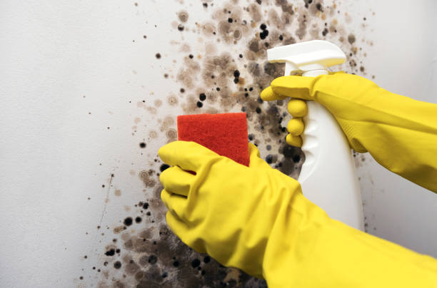 Best Affordable Mold Removal  in Almont, MI