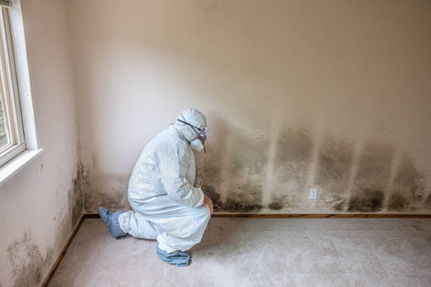 Mold Removal and Inspection in Almont, MI