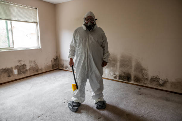 Best Black Mold Removal  in Almont, MI