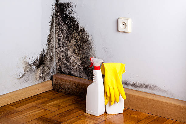 Mold Testing and Removal in Almont, MI