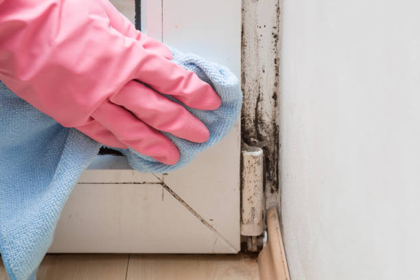 Best Best Mold Removal Companies  in Almont, MI