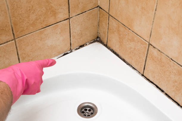 Best Commercial Mold Removal  in Almont, MI